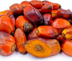 Palm Kernel