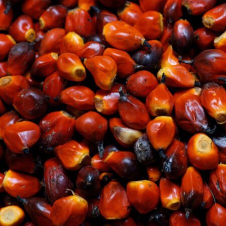 Palm kernel fruit portion