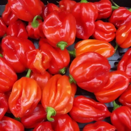 Pepper fresh (basket)